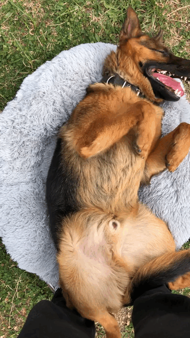 Cama Cucha Cuna Para Mascotas Perro Gato Animales